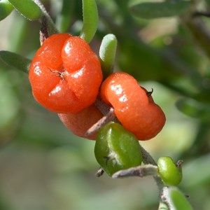 Ruby Saltbush