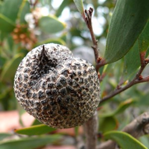 Hakea pandanicarpa subsp. crassifolia, Fitzgerald River NP, WA