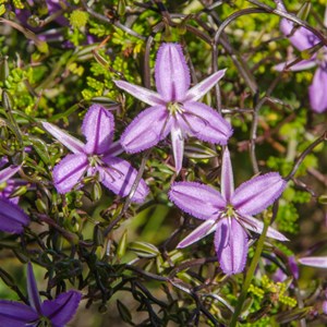 Thysanotus patersonii