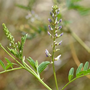 Native Liquorice