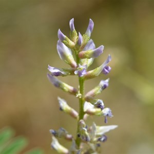 Native Liquorice