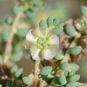 Shrubby Bluebush