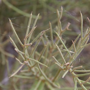 Mount Gason Wattle