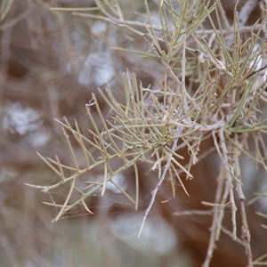 Mount Gason Wattle