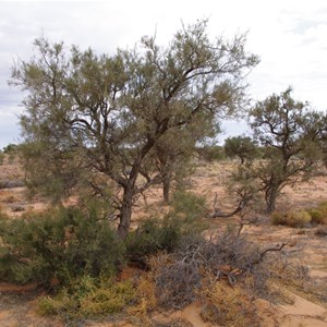 Mount Gason Wattle