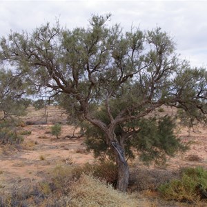 Mount Gason Wattle