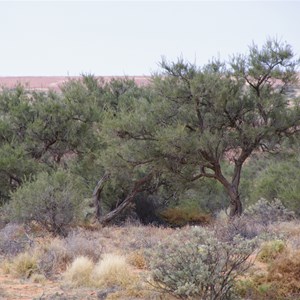 Mount Gason Wattle