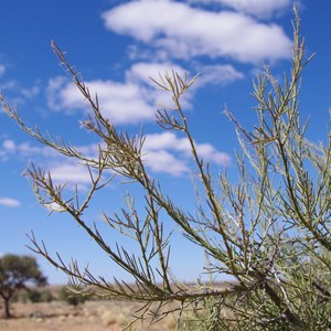 Mount Gason Wattle