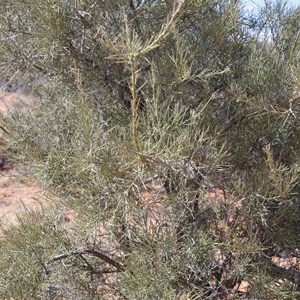 Mount Gason Wattle