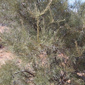 Mount Gason Wattle