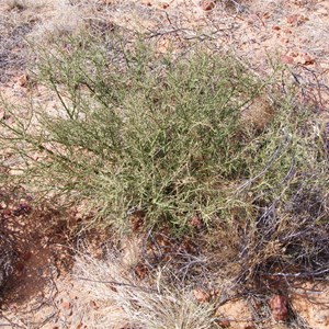 Mount Gason Wattle