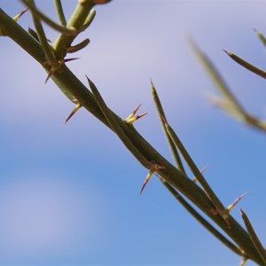 Mount Gason Wattle