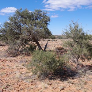 Mount Gason Wattle