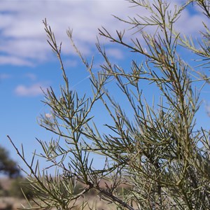 Mount Gason Wattle