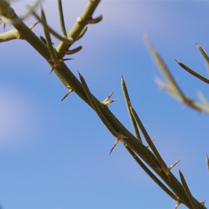 Mount Gason Wattle