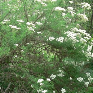 Cassinia aculeata, Brindabella Ranges near Canberra.