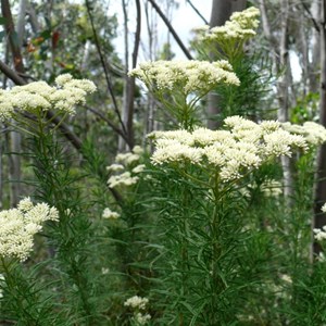 Cassinia aculeata, Brindabella Ranges near Canberra.