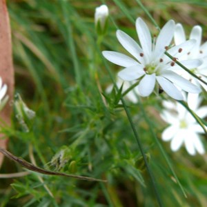 Stellaria pungens, Brindabella Ranges, NSW