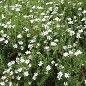 Stellaria pungens, Brindabella Ranges, NSW