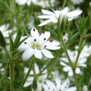 Stellaria pungens, Brindabella Ranges, NSW