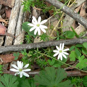 Stellaria pungens, Brindabella Ranges, NSW