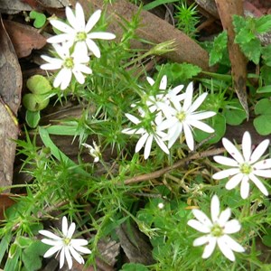 Stellaria pungens, Brindabella Ranges, NSW