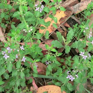 Forest Mint, Brindabella Ranges, ACT