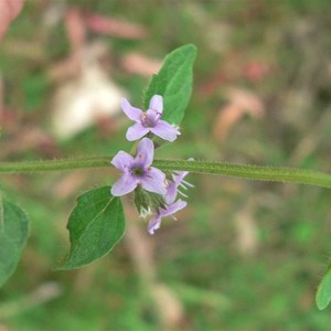 Forest Mint, Brindabella Ranges, ACT