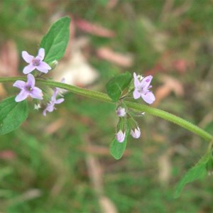 Forest Mint, Brindabella Ranges, ACT