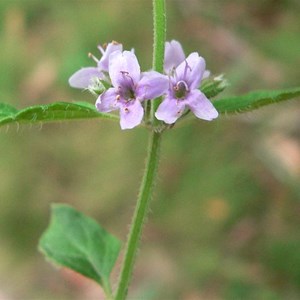 Forest Mint, Brindabella Ranges, ACT