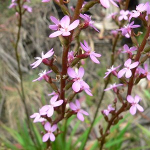 Grass Trigger Plant, Brindabella Ranges, ACT/NSW