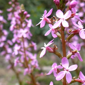 Grass Trigger Plant, Brindabella Ranges, ACT/NSW