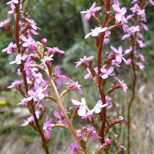 Grass Trigger Plant, Brindabella Ranges, ACT/NSW