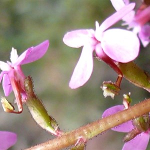 Grass Trigger Plant flowers showing the angled "trigger"