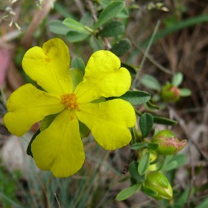 Grey Guinea flower, Brindabella Ranges, NSW/ACT