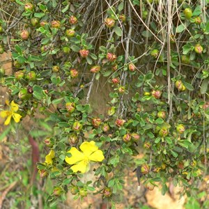 Grey Guinea-flower, Brindabella Ranges, ACT/NSW