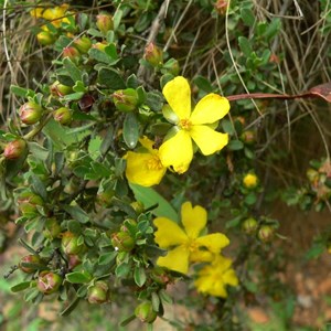 Grey Guinea-flower, Brindabella Ranges, ACT/NSW