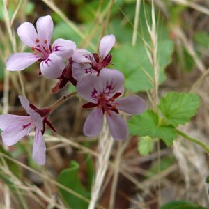 Pelargonium inodorum or Kopata, Brindabella Ranges, NSW/ACT