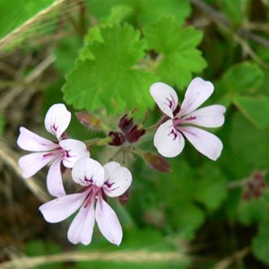 Pelargonium inodorum or Kopata, Brindabella Ranges, NSW/ACT