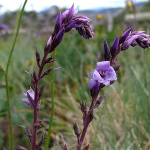 Veronica perfoliata, Brindabella Ranges, NSW/ACT