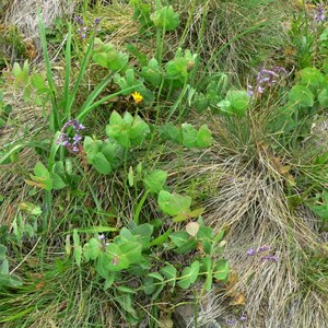 Veronica perfoliata, Brindabella Ranges, NSW/ACT