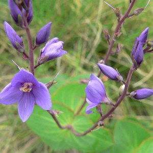 Veronica perfoliata, Brindabella Ranges, NSW/ACT