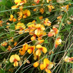 Podolobium alpestre in Brindabella Ranges, ACT/NSW