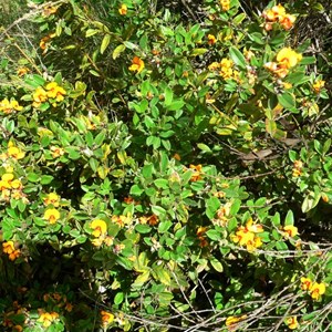 Podolobium alpestre at lower elevation in Brindabella Ranges, ACT/NSW