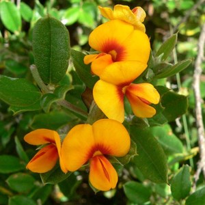 Podolobium alpestre in Brindabella Ranges, ACT/NSW