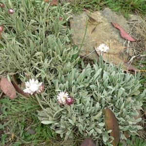 Alpine Sunray, Brindabella Ranges, ACT/NSW