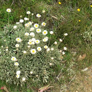 Alpine Sunray, Brindabella Ranges, ACT/NSW