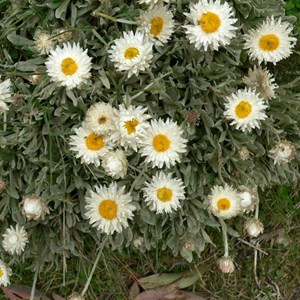 Alpine Sunray, Brindabella Ranges, ACT/NSW