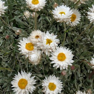 Alpine Sunray, Brindabella Ranges, ACT/NSW