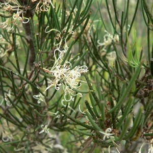 Hakea microcarpa, Brindabella Ranges, NSW/ACT